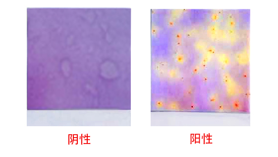 濕式餐具大腸菌群測試片(圖1) 1-1912011A500U9.jpg